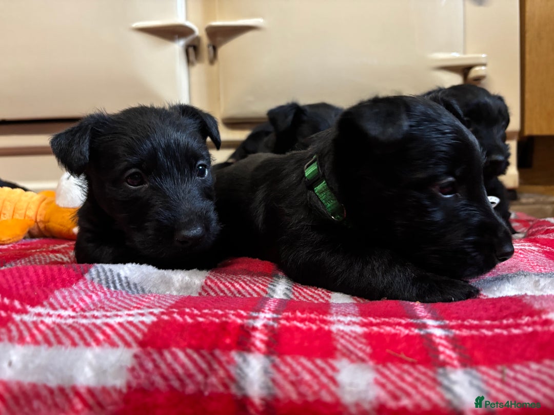 Scottish Terrier dogs for sale: KC Registered Black Scottish terrier  - Advert 6