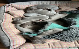 Whippet dogs for stud: Striking Blue Whippet for Stud in Banbury - Image 15
