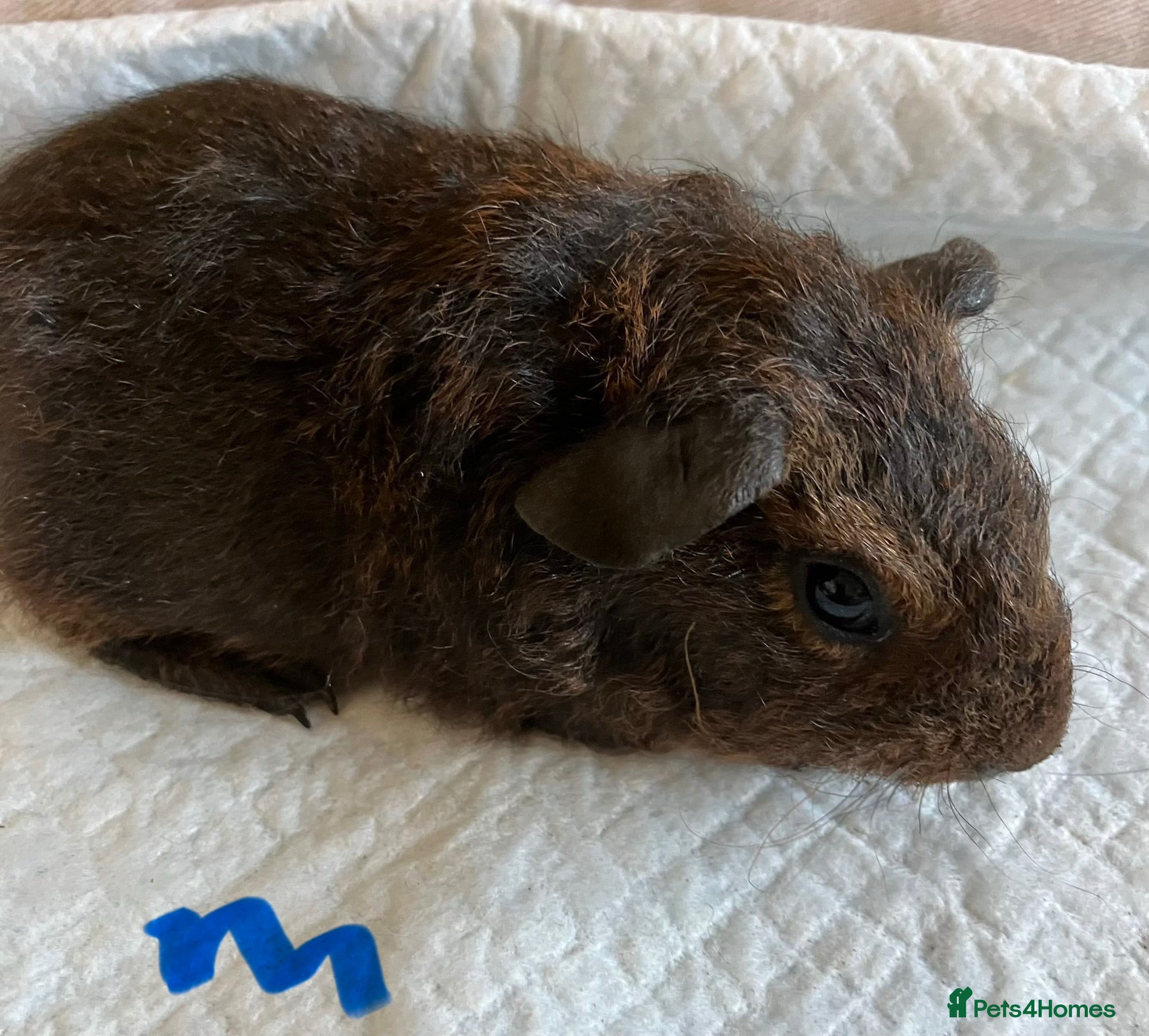 Guinea Pig rodents Lovely guinea pig babies  - Advert 2