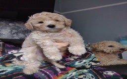 Poochon dogs for sale: Poochons💥 2 Beauties READY TO LEAVE NOW 💥  - Image 28
