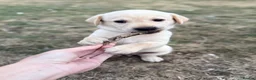 Labrador Retriever dogs for sale: Kennel Club Registered Labrador Puppies 🐾 - Advert 11