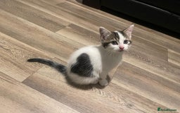 Mixed Breed cats for sale: Adorable Half-Manx Kittens 🐾 - Image 5