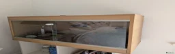 Leopard Gecko reptiles for sale: Leopard Gecko and Vivarium in Ashtead - Advert 2