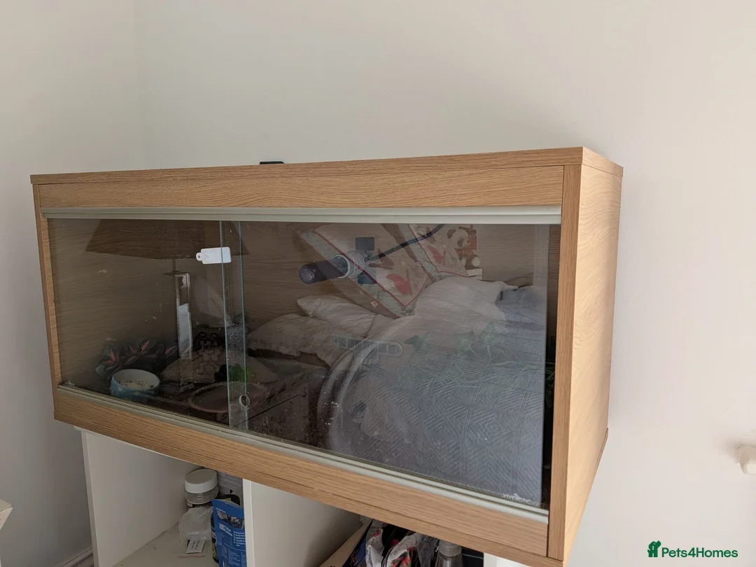 Leopard Gecko reptiles for sale: Leopard Gecko and Vivarium in Ashtead - Advert 2