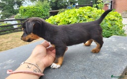 Jack Russell dogs for sale: miniature jack Russell puppies 1 girl left  - Image 8
