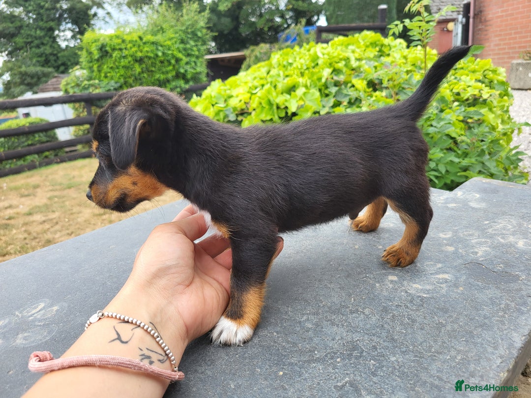 Jack Russell dogs for sale: miniature jack Russell puppies 1 girl left  - Image 8