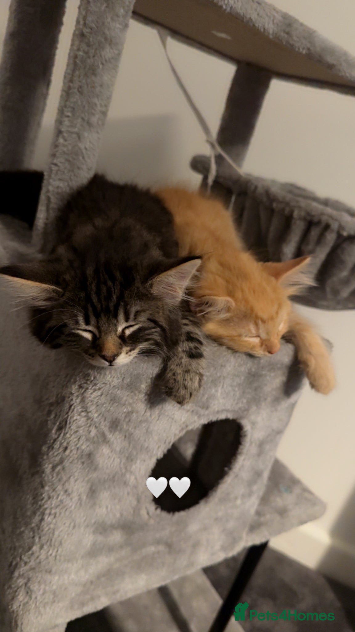 Mixed Breed cats for sale: 2 male kittens tabby grey ginger white  - Advert 2