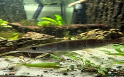 Cichlids fish for sale: Rare fish for bargain prices  - Image 1