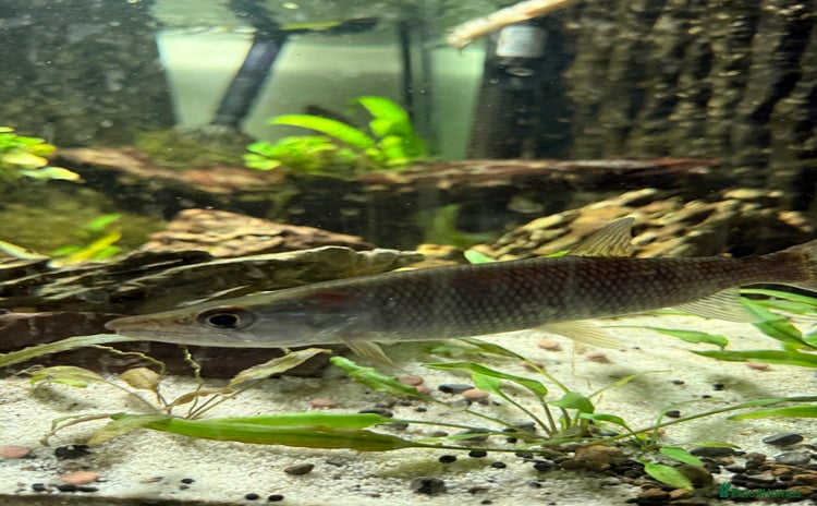 Cichlids fish - Advert 4