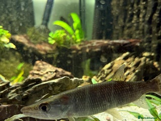 Cichlids fish - Advert 30