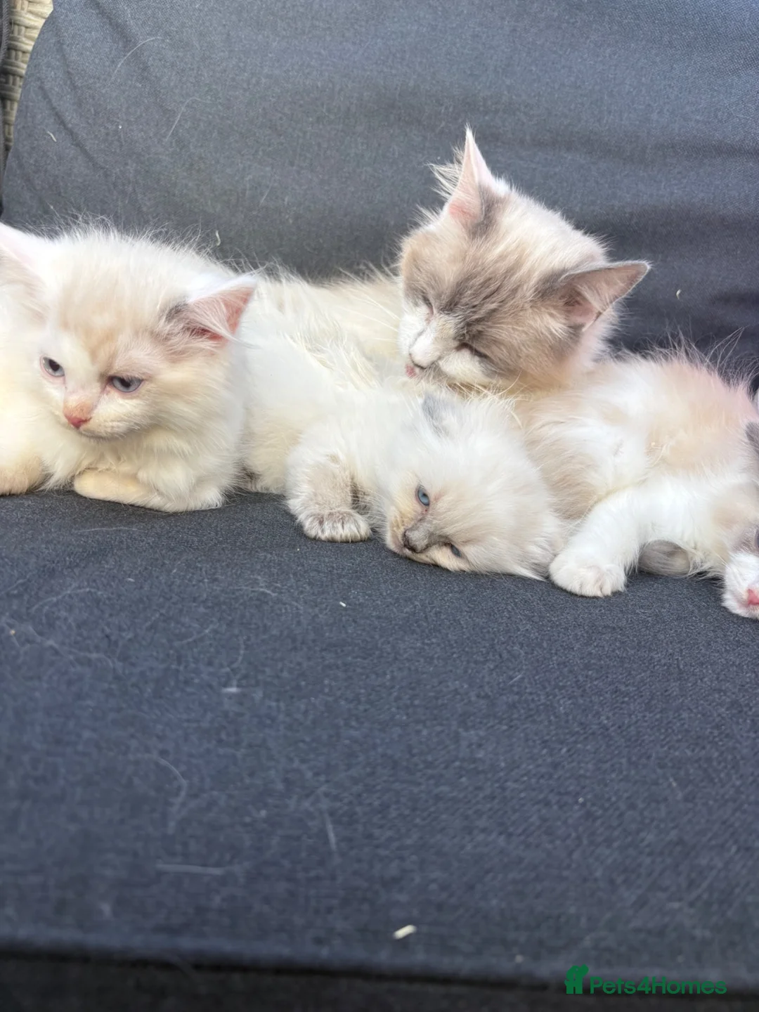 Ragdoll cats for sale: Pure ragdoll kittens  - Advert 1