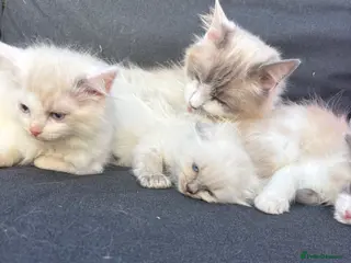 Ragdoll cats Pure ragdoll kittens - Advert 3