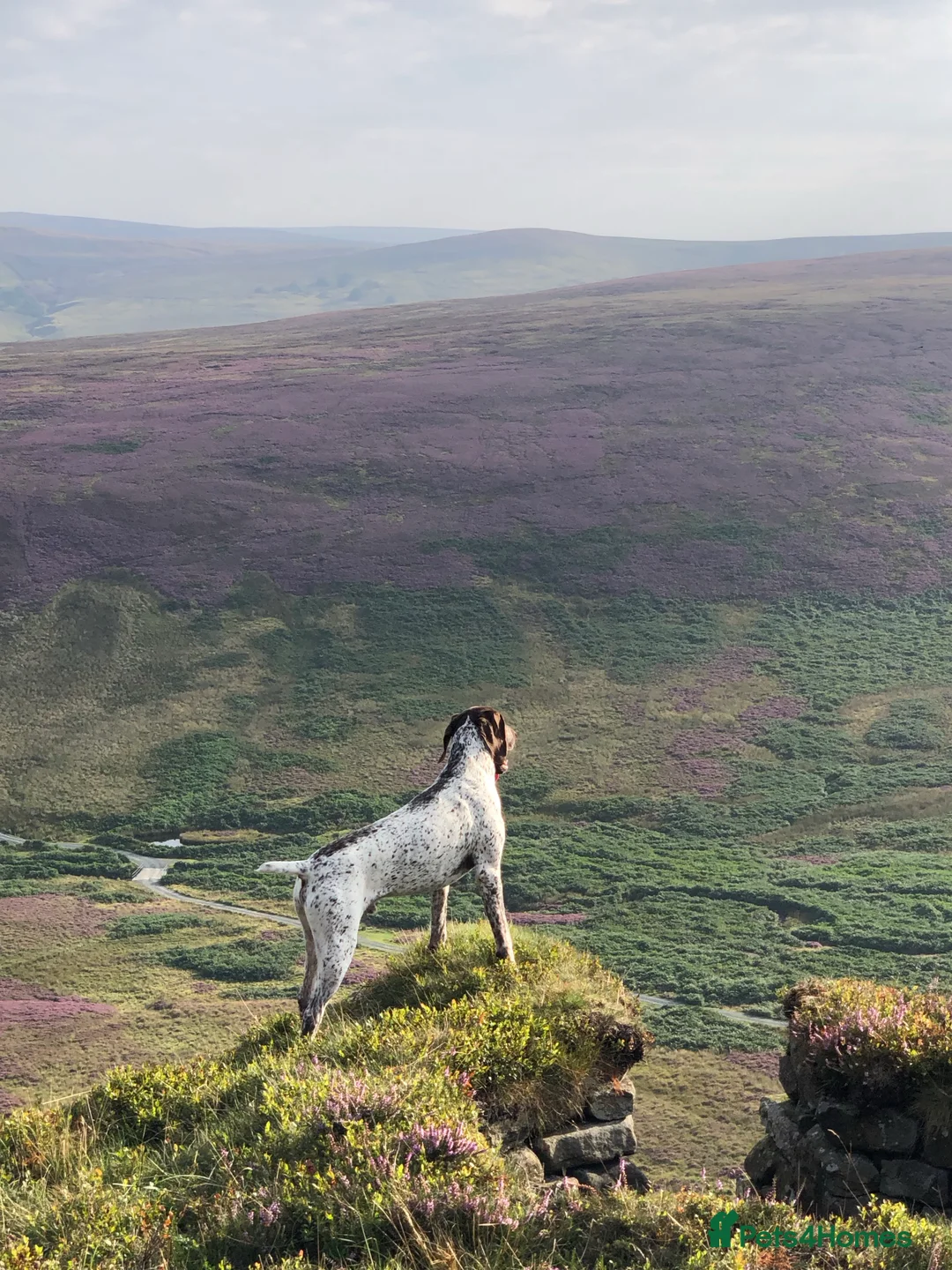 German Shorthaired Pointer dogs for stud: Outstanding example of a working Gsp in Lancaster - Advert 12