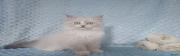 Siberian cats for sale: GCCF Registered Siberian Kitten For Sale  - Advert 20
