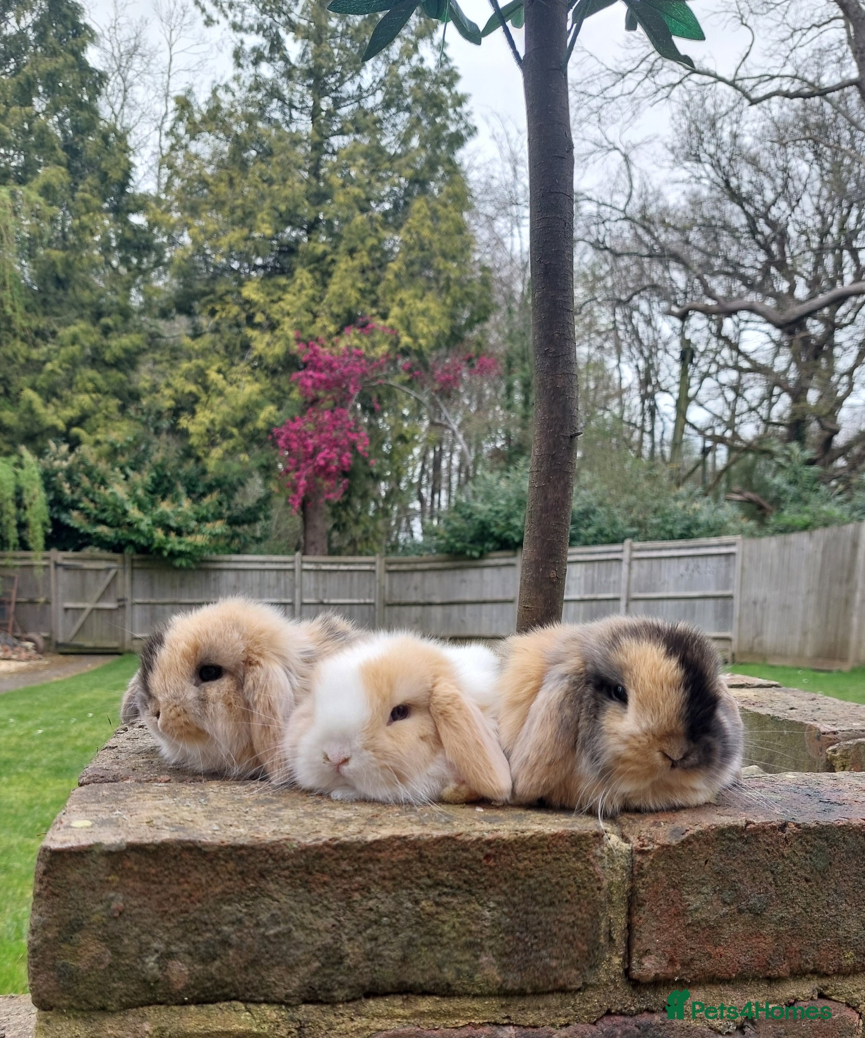 Mini Lop rabbits Baby mini lop rabbits - Advert 1