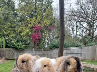 Mini Lop rabbits Baby mini lop rabbits - Advert 1