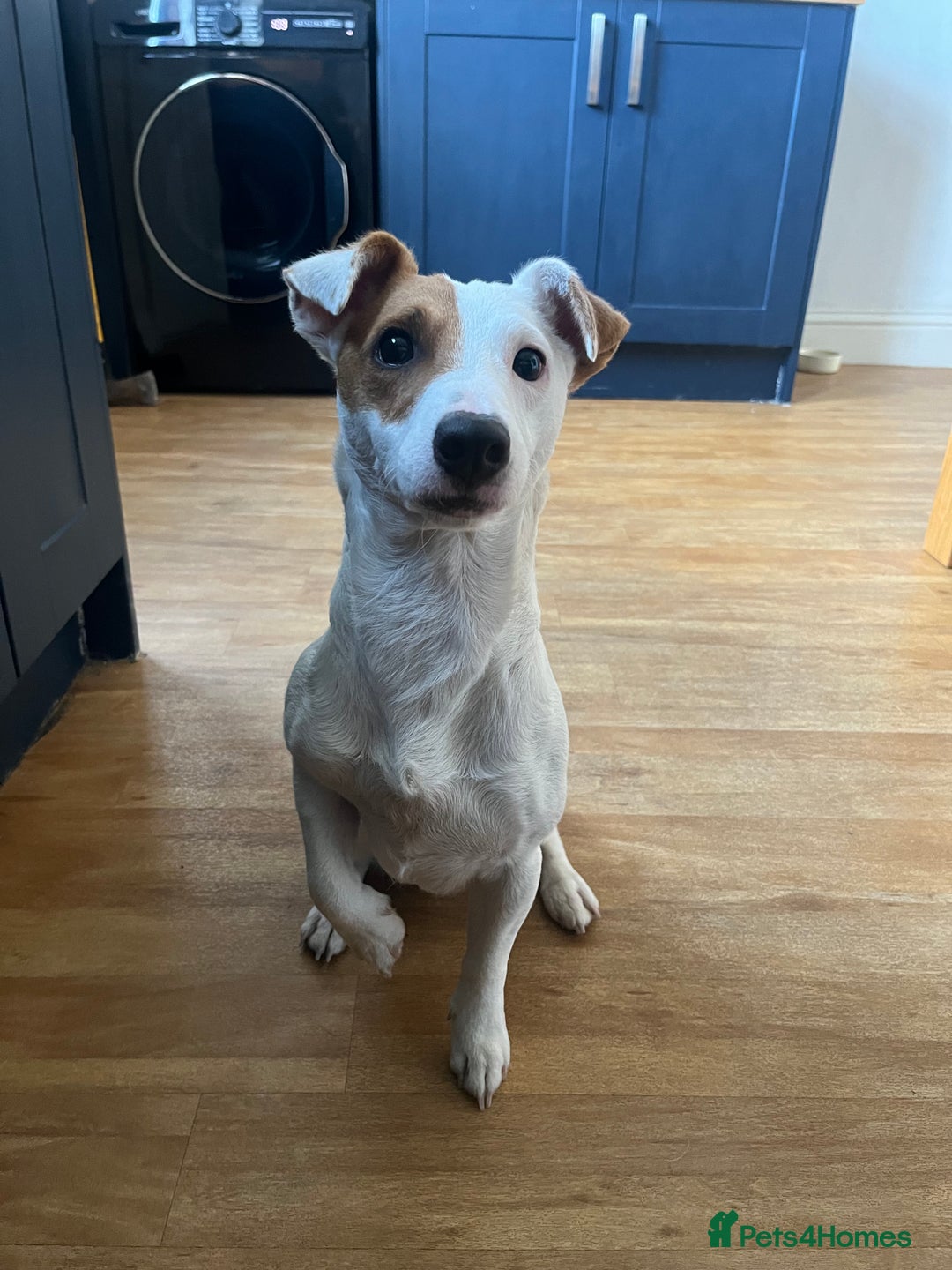 Jack Russell dogs for stud: Beautiful Jack Russell for Stud  - Image 5