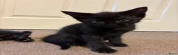 Mixed Breed cats for sale: Beautiful Ragdol x kittens  - Advert 6