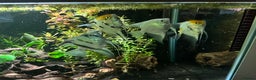 Angelfish fish for sale: 4 mixed angle fish  - Advert 1