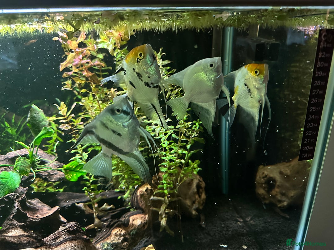 Angelfish fish for sale: 4 mixed angle fish  - Advert 1
