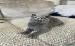 British Shorthair cats for sale: 🔥 READY NOW BRITISH SHORTHAIR KITTENS   - Image 8