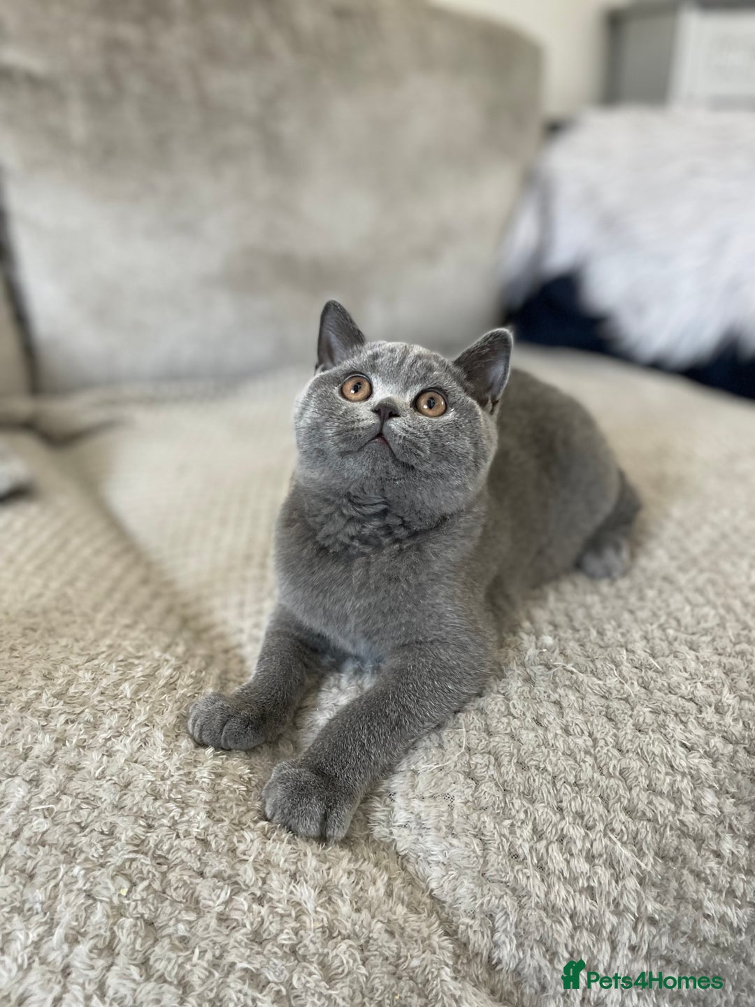 British Shorthair cats for sale: 🔥 READY NOW BRITISH SHORTHAIR KITTENS   - Image 8