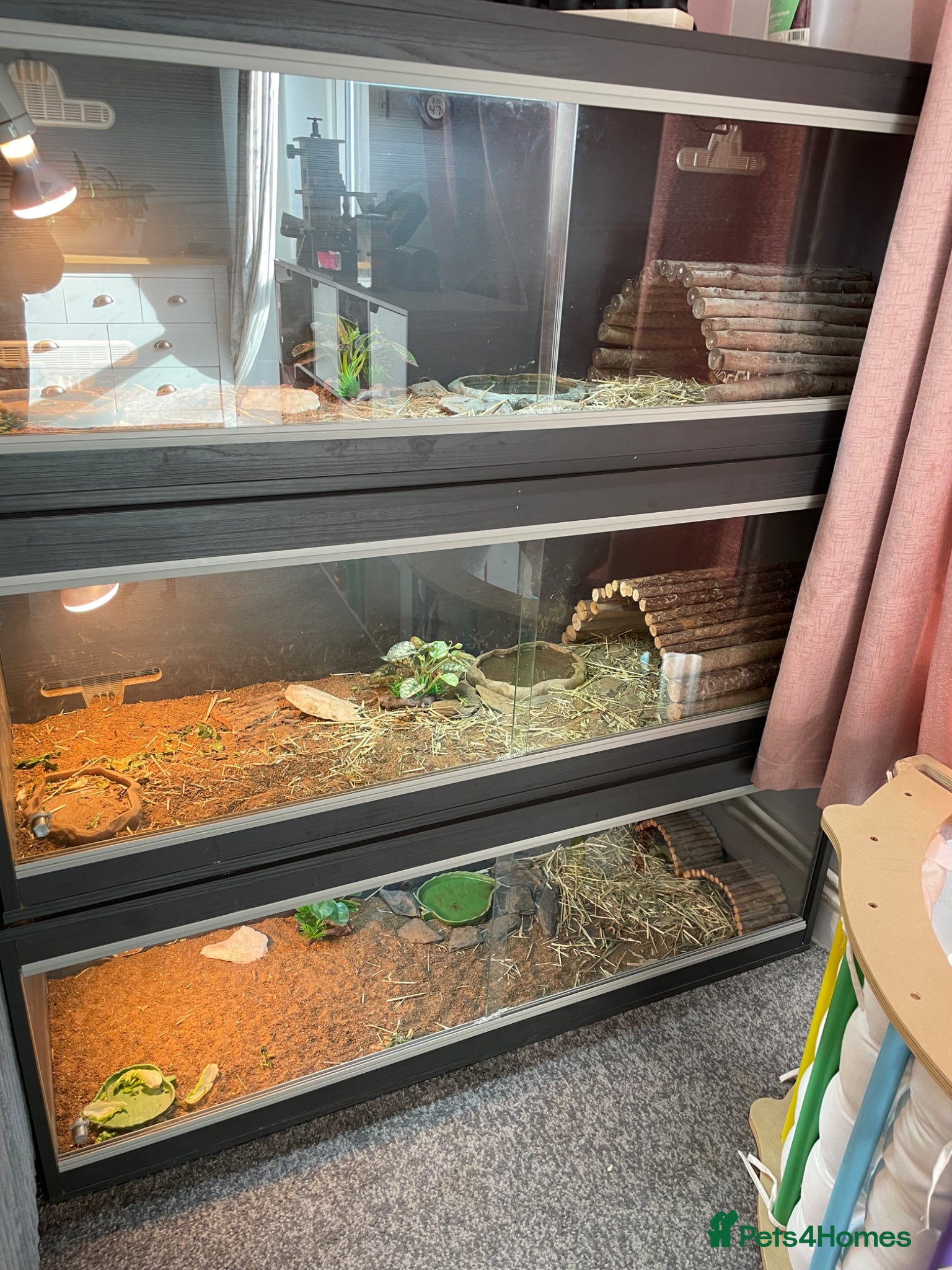 Tortoise reptiles Tortoises with full set ups  - Advert 2