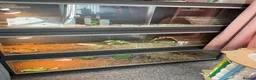 Tortoise reptiles for sale: Tortoises with full set ups  - Advert 1