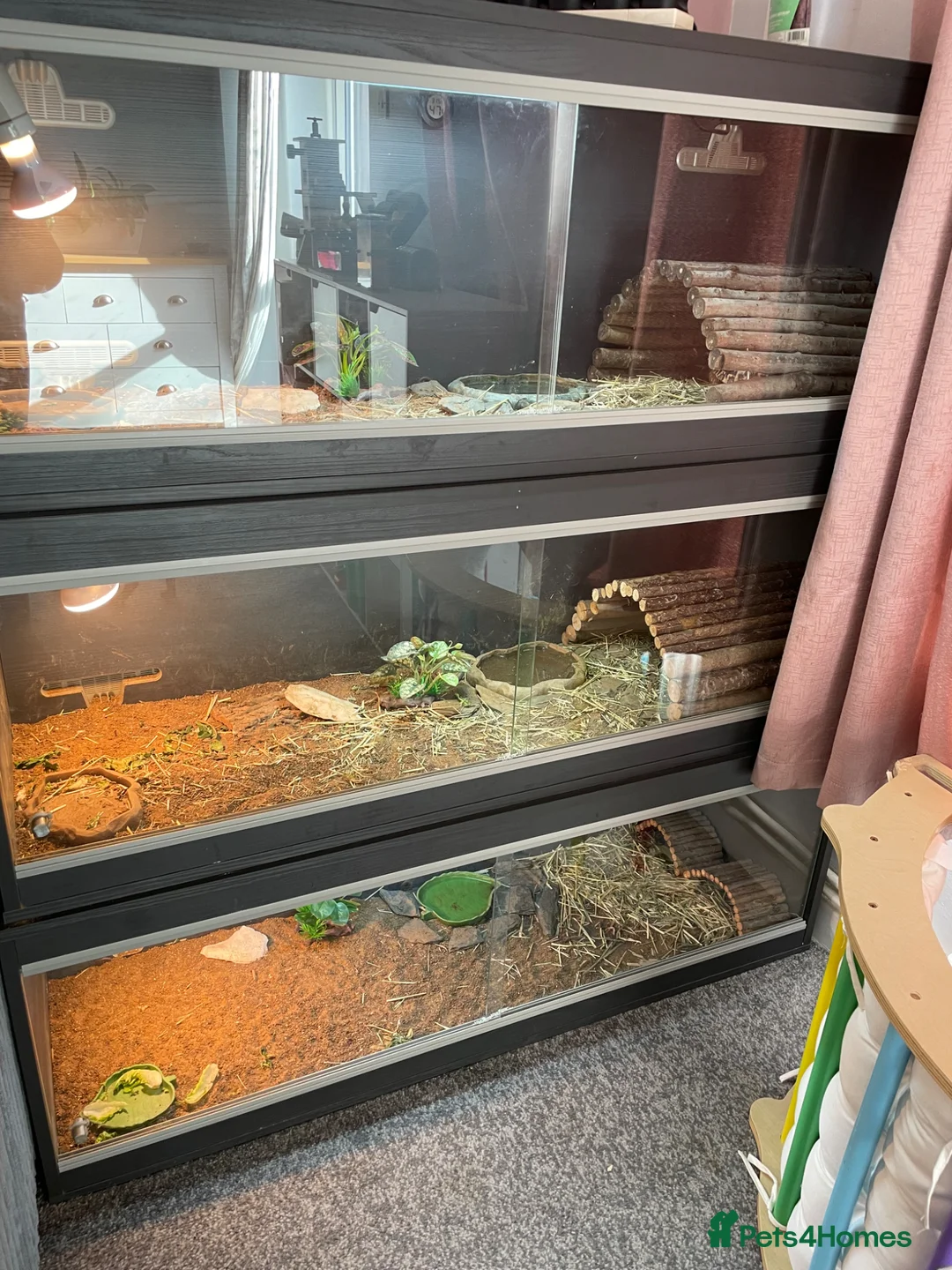 Tortoise reptiles for sale: Tortoises with full set ups  - Advert 1
