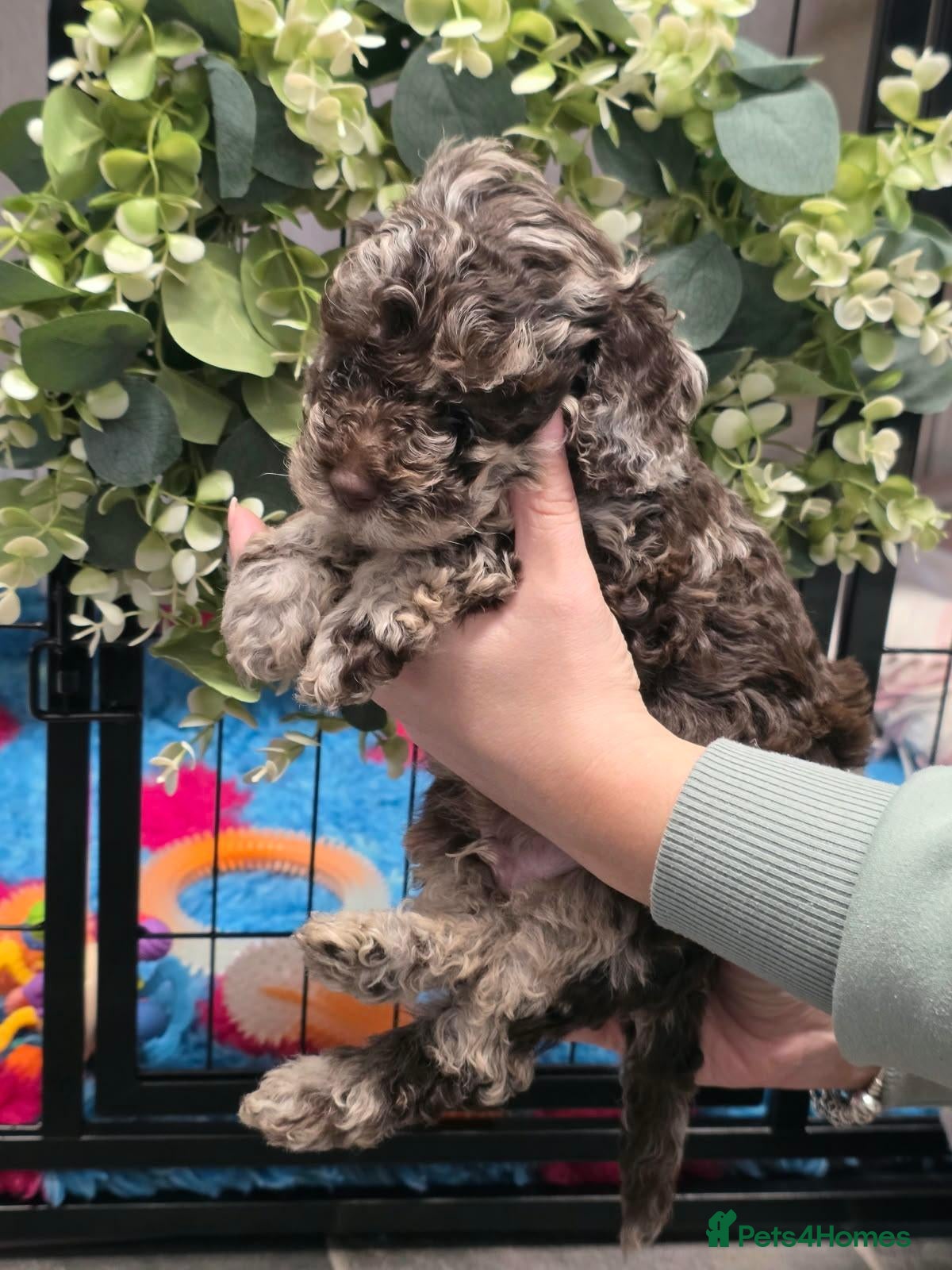 Cockapoo dogs for sale: Extensively health tested parents f1b cockapoo - Advert 4