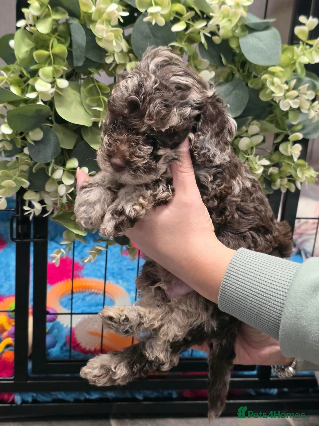 Cockapoo dogs for sale: Extensively health tested parents f1b cockapoo in Ongar - Advert 1