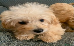 Chipoo dogs for sale: Beautiful Chipoo Pups - Image 6