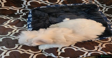 Havanese dogs - Advert 1