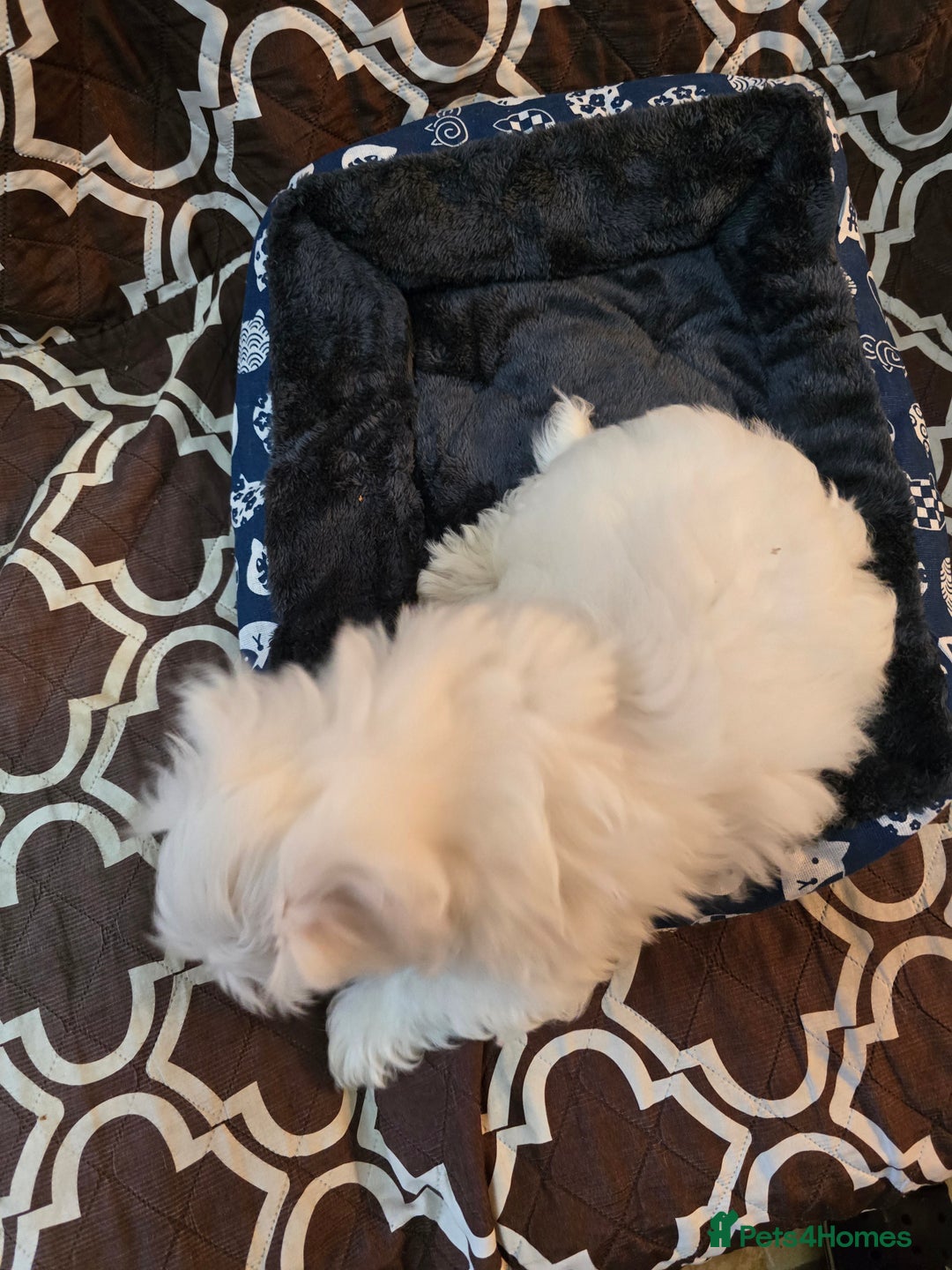 Havanese dogs for sale: Havanese dumpling) - Image 3