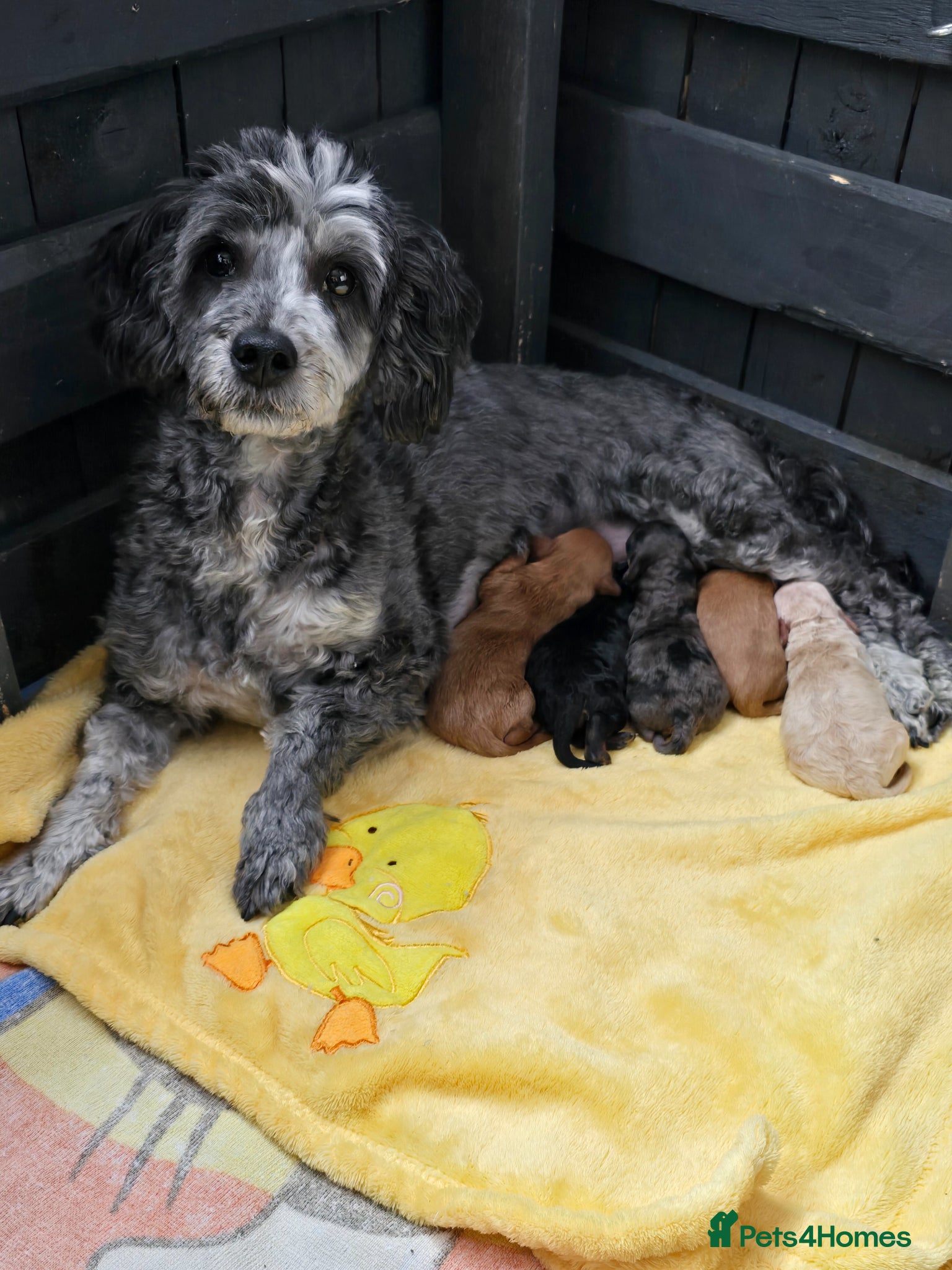 Mixed Breed dogs Toy poodle x Mini Poodle - Advert 3