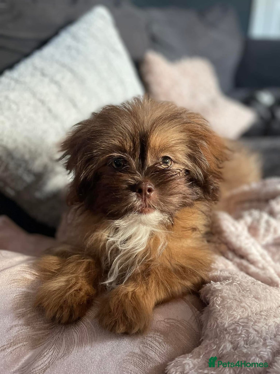 Mixed Breed dogs for sale: Gentle, Child-Friendly Dog Seeking a Loving Home - Advert 17