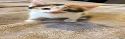Mixed Breed cats for sale: 3 Adorable and loving Kittens - Advert 13