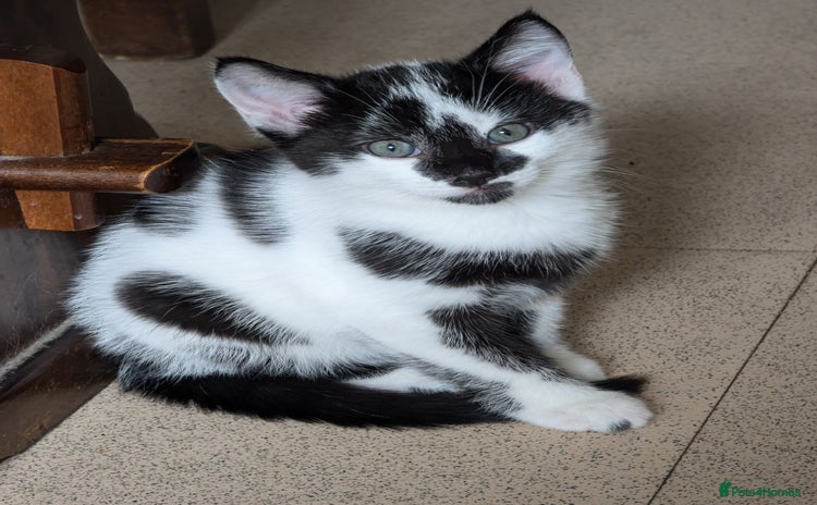 Mixed Breed cats - Advert 2