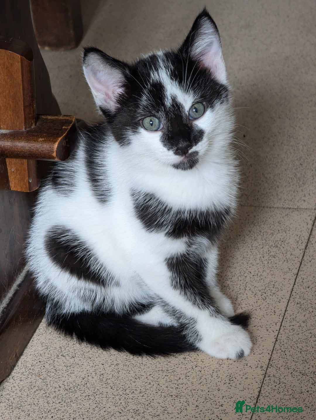 Mixed Breed cats for sale: Kitten - Image 1