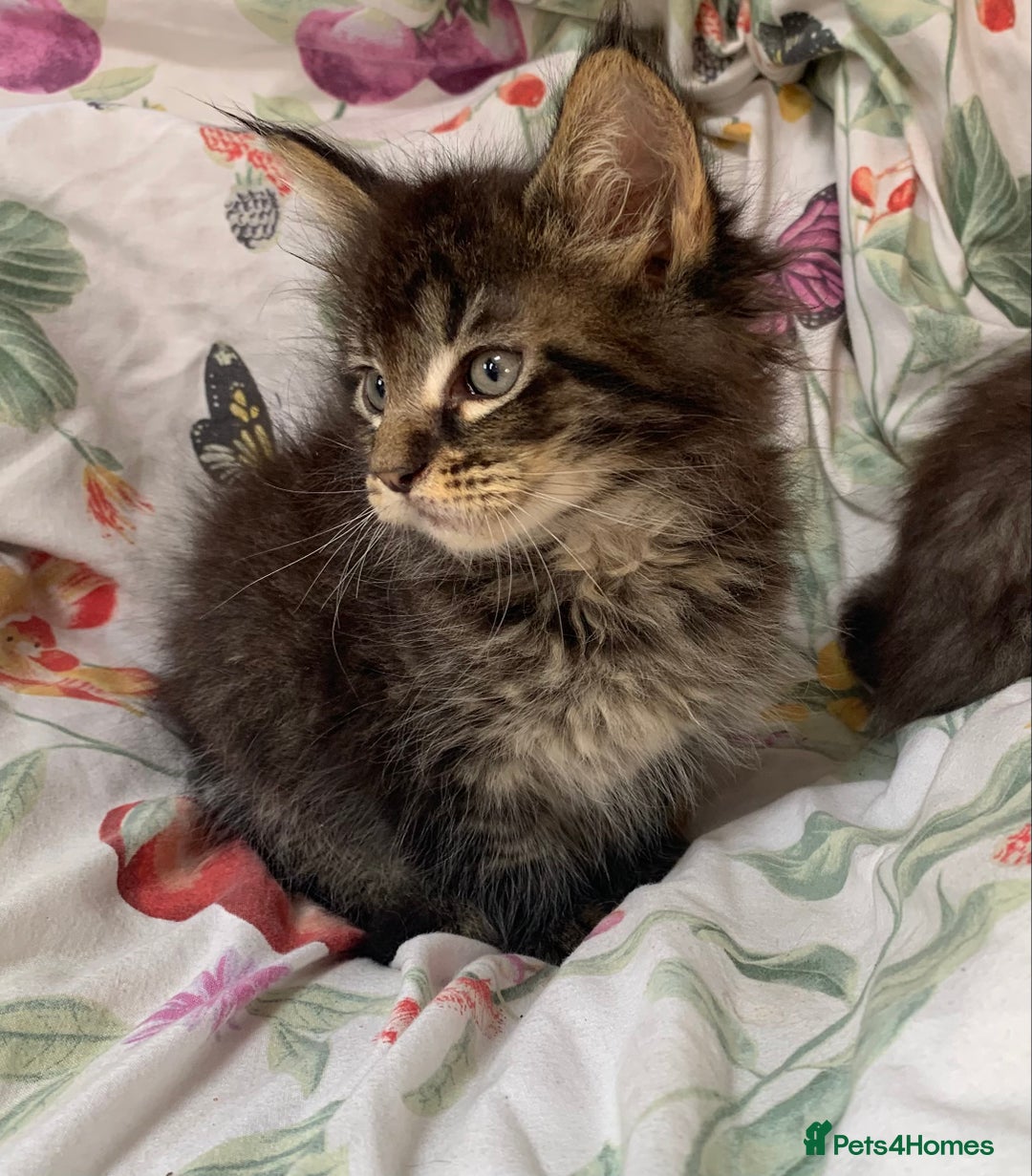 Maine Coon cats for sale: Maine coon kittens for sale - Image 5