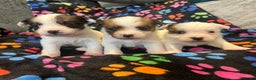 Jack Russell dogs for sale: Stunning jack Russel pups  - Advert 4