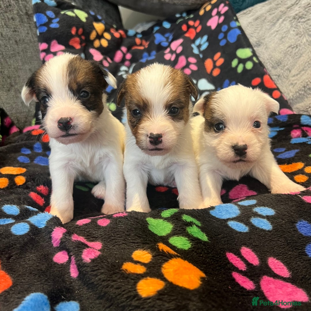 Jack Russell dogs for sale: Stunning jack Russel pups  - Advert 4