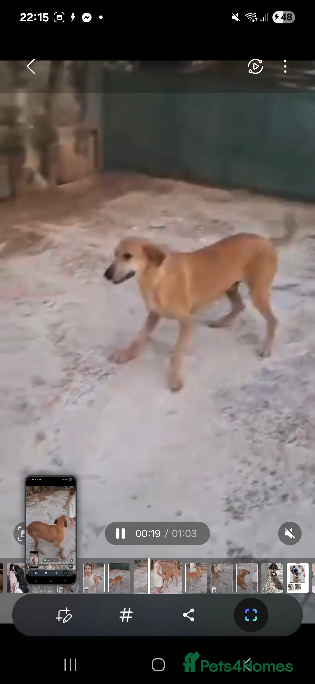 Mixed Breed dogs for adoption: Alfie - Image 7