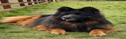 German Shepherd dogs for sale: ( Kc ) Handsome Boy with a Unique pedigree  - Advert 6