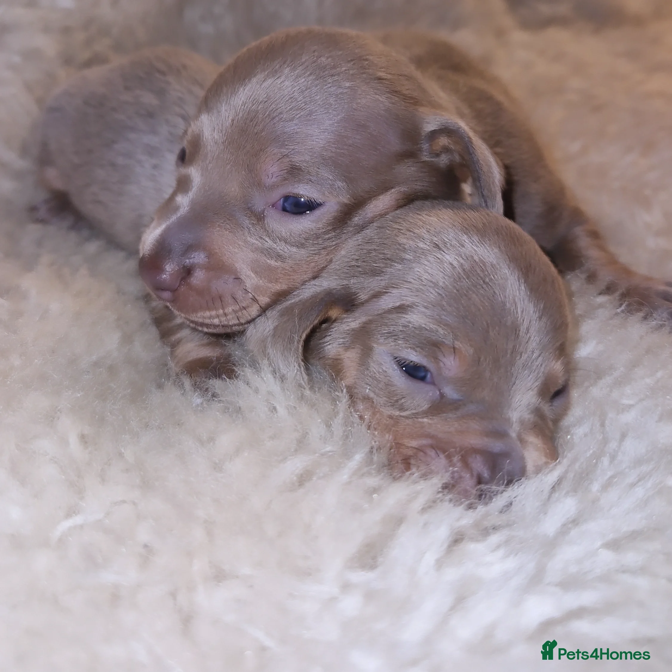 Dachshund dogs Beautiful litter of mini dachshunds  - Advert 13