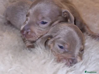 Dachshund dogs Beautiful litter of mini dachshunds - Advert 18