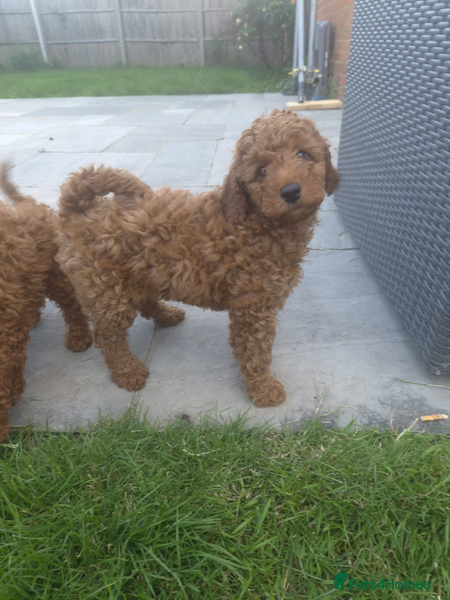 Cavapoo dogs fox red cavapoo - Advert 11