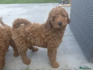 Cavapoo dogs fox red cavapoo - Advert 11