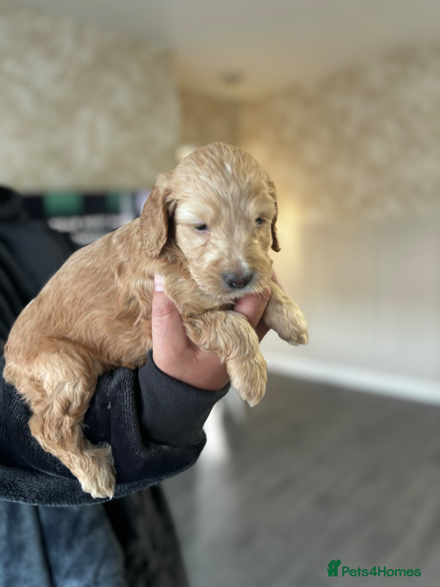 Cockapoo dogs  cockapoo puppy’s ❤️🌟last 3 remaining  - Advert 2