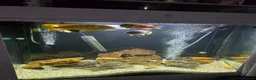 Cichlids fish for sale: Mixed large malawi cichlids - Advert 8